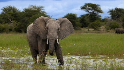 Canvas Print - Young African elephant bull in a waterhole