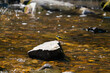 Grey Wagtail (Motacilla cinerea) Standing on a rock in the middle of a stream