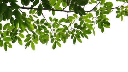 Green tree branch isolated on white background, nature frame background