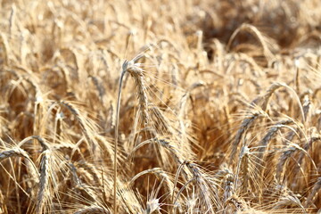 Ripe barley in the summer field.