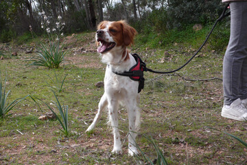 Poster - Spaniel breton