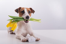 A Cute Dog Lies Next To Gift Box And Holds In His Mouth A Bouquet Of Yellow Tulips On A White Background. Greeting Card For International Women's Day On March 8
