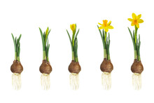 Growth Stages Of A Yellow Narcissus From Flower Bulb To Blooming Flower Isolated On White