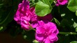 Windstille  -kaum Bewegung bei den pinken Blüten der Pelargonie (Makro)