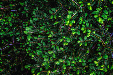 Abstract nature leaf green texture Wallpaper. Greenery wallpaper of fresh leaves. Natural background of green leaves