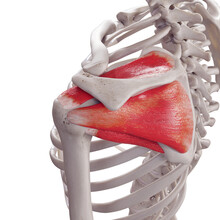 3d Rendered Medically Accurate Illustration Of The Rotator Cuff