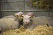 sheep in a enclosure at the agricultural show