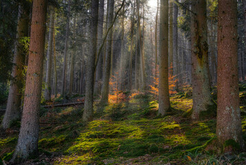  Co2 Neutral - Net Zero 2050