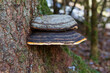 Baumpilz auf der Schwäbischen Alb. 
Tree fungus on the Swabian Alb.
