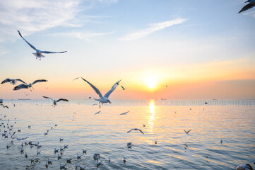 Wall Mural - seagulls flying above the sea at beautiful sunset time with a twilight scene.