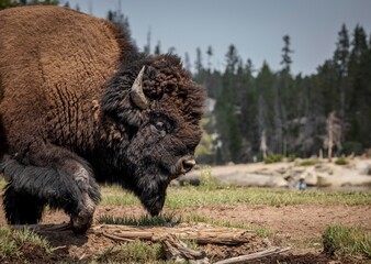 a bison roams on a river bank in yellowstone national park.