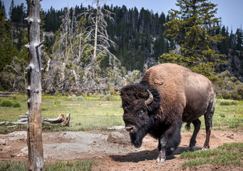 a bison near yellowstone national park's hayden valley.
