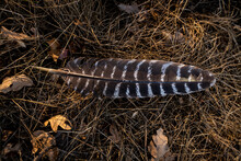 Detail Of Wild Turkey Feather Lying On Pine Needles On Forest Floor