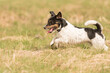 Tricolor Jack Russell Terrier dog running in early spring on a meadow