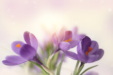 Spring Time Background Of Purple Crocus Flowers For Easter.