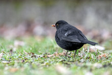 Blackbird Sitting In The Grass Looking For Earthworms.