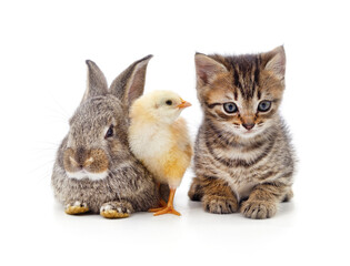 Poster - Kitten and chicken with a rabbit.