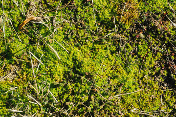 Wall Mural - Green moss closeup texture. Forest ground macro background. Moss growing on stone. Turf texture. Foliage green plant pattern. Lichen detailed macro backdrop.