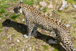 Der Leopard - Panthera pardus