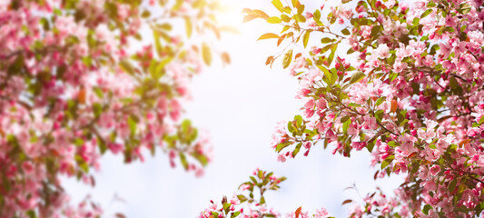 Blossoming fruit tree branch background. Spring background. Copy space. Soft focus