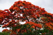 closeup of a red flamboyant tree in full bloom on the tropical island La Réunion, France