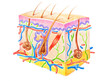 Human skin structure showing skin layers, hair and sweat gland. Handdrawn illustration with colored pencils