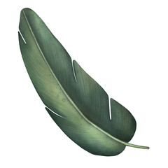 Green tropical palm leaf. Tropical plant. Hand painted watercolor illustration isolated on white. 