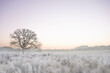Early Morning Winter Wonderland Soft Serene Tree