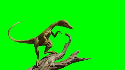 Wall Mural - Compsognathus longipes, tiny dinosaur species from the Late Jurassic period, on green screen background, 4k