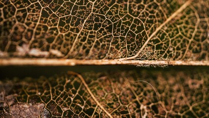 close up of leaf