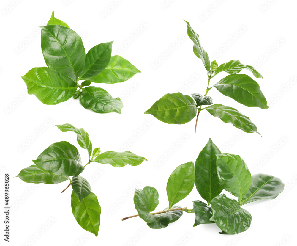 Branches with fresh green leaves of coffee plant on white background ...