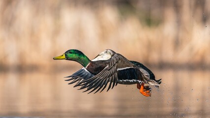 mallard duck, anas platyrhynchos, wild duck in the flight