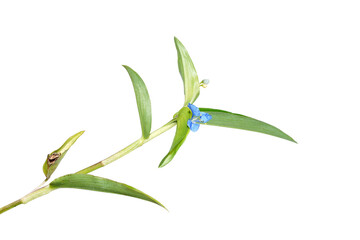 Canvas Print - Close up Climbing dayflower, Frenchweed, Spreading dayflower, Wandering jew, Watergrass on white background.