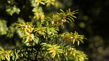 Yew (Taxus Baccata) Male Flowers