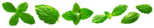 Isolated Set Of Mint Leaf. Fresh Mint On White Background.