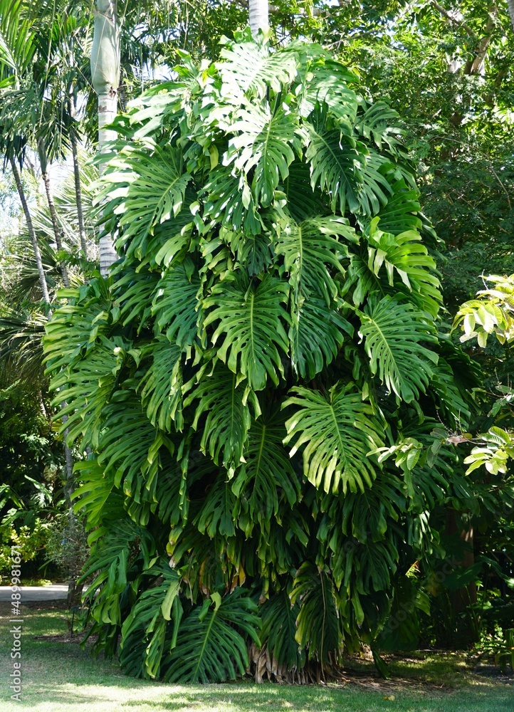 Stock-Foto A big Monstera Deliciosa growing wild with large fenestrated  green leaves | Adobe Stock