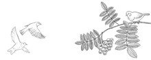 Vector Drawing Natural Background With Birds And Rowan Tree Branches With Berries And Leaves, Hand Drawn Illustration For Cover Design Or Print