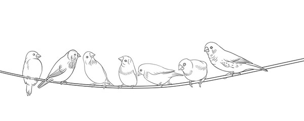 Naklejka na meble vector drawing sketch of birds sitting on the wire, hand drawn songbirds, isolated nature design elements