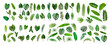 Leinwandbild Motiv Set of Tropical leaves collection on white background.