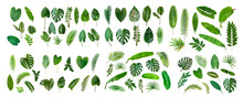 Set Of Tropical Leaves Collection On White Background.
