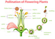 Diagram of pollination of flowering plants