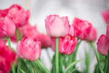 Fototapeta Tulipany - Beautiful pink tulips on a blurred background. Spring