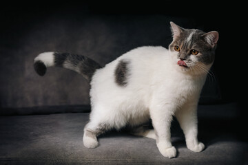 Wall Mural - Scottish fold cat sitting on black background. Tabby cat with yellow eyes on sofa in house. White cat in studio.