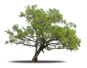 Tree isolated on white background realistic with shadow in high quality clipping mask, tropical tree used for advertising design and graphic decoration