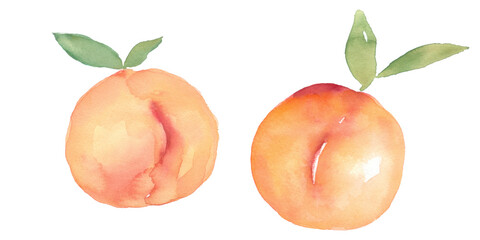 Peach Fruit Watercolor Collection, Hand Drawn and Painted, Isolated on White Background.