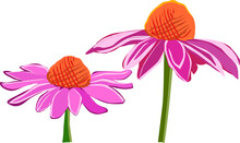 Two Pink Coneflowers - Art & Illustration