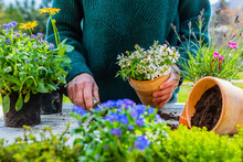 Woman Planting Seedlings Of Spring Flowers Into Pots In The Garden.