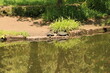 Schildkröten liegen am Ufer eines kleinen Sees im Stadtpark von Lahr im Schwarzwald