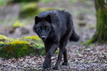 Leinwandbilder - Black wolf walking in the forest