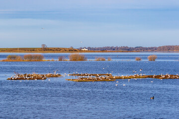 Poster - Black headed gulls colony on an island in a lake